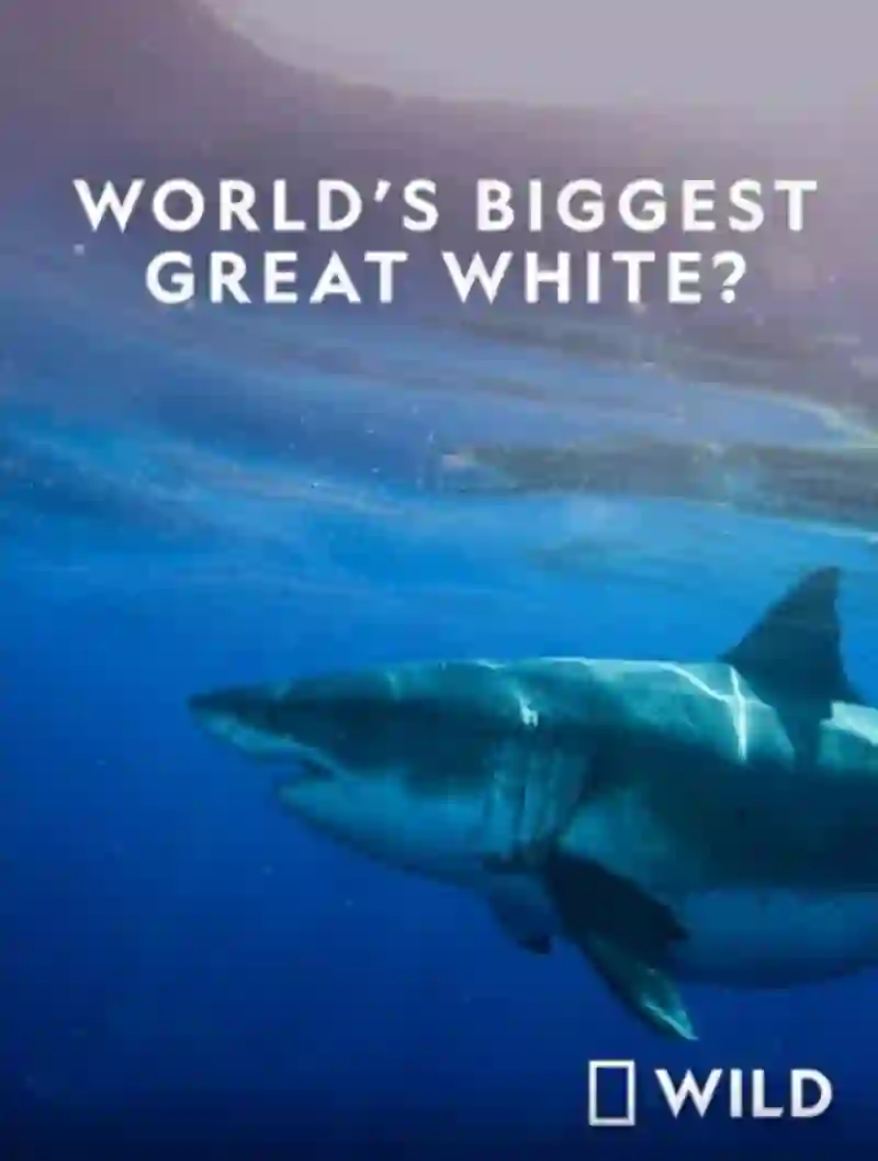 世界最大的公牛鲨